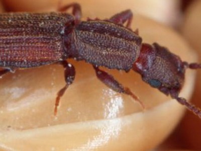 ANTIPARASSITARI NELLA CITTÀ DI&nbsp;KHENTKAUS