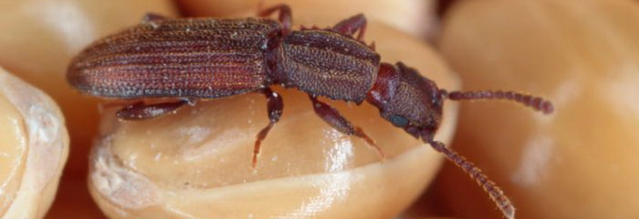 ANTIPARASSITARI NELLA CITTÀ DI&nbsp;KHENTKAUS